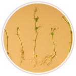 Dandelion Root