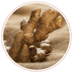 Siberian Ginseng