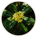 Tribulus Terrestris